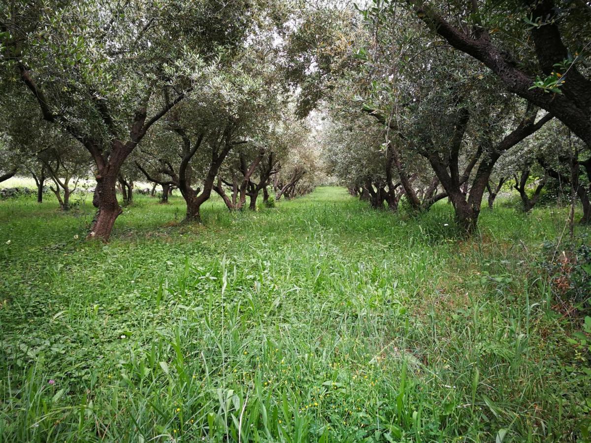シロ Ecohouse Olivegliaヴィラ エクステリア 写真